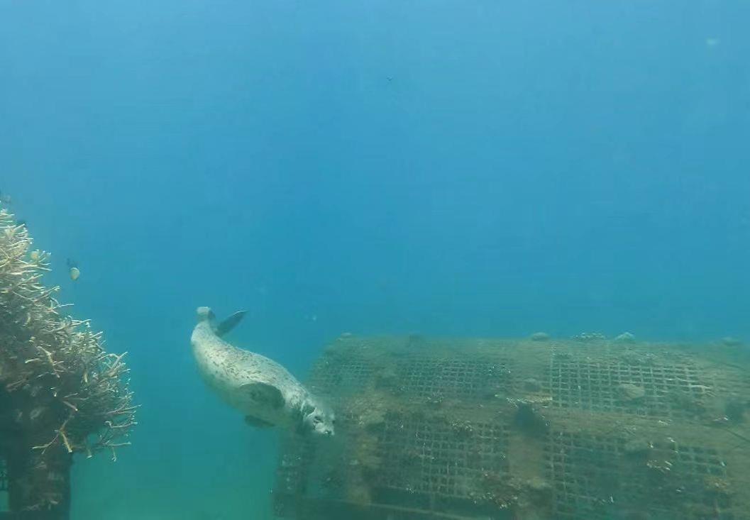 国家一级保护野生动物斑海豹首次现身三亚海域